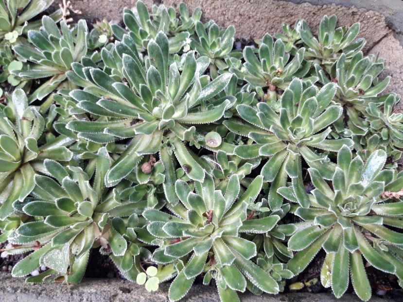 saxifraga aizoon - Suculente si cactusi 2020 - 2021