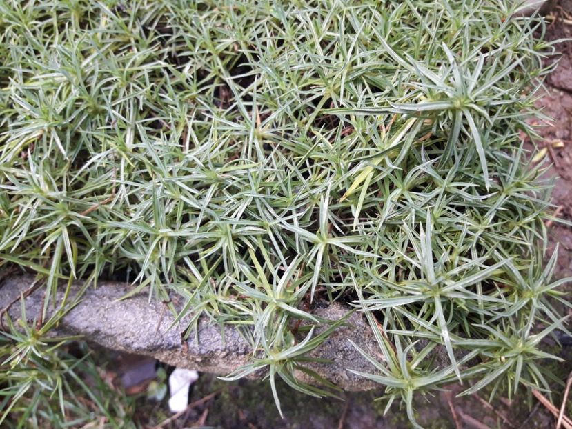 garofita de munte - Suculente si cactusi 2020 - 2021