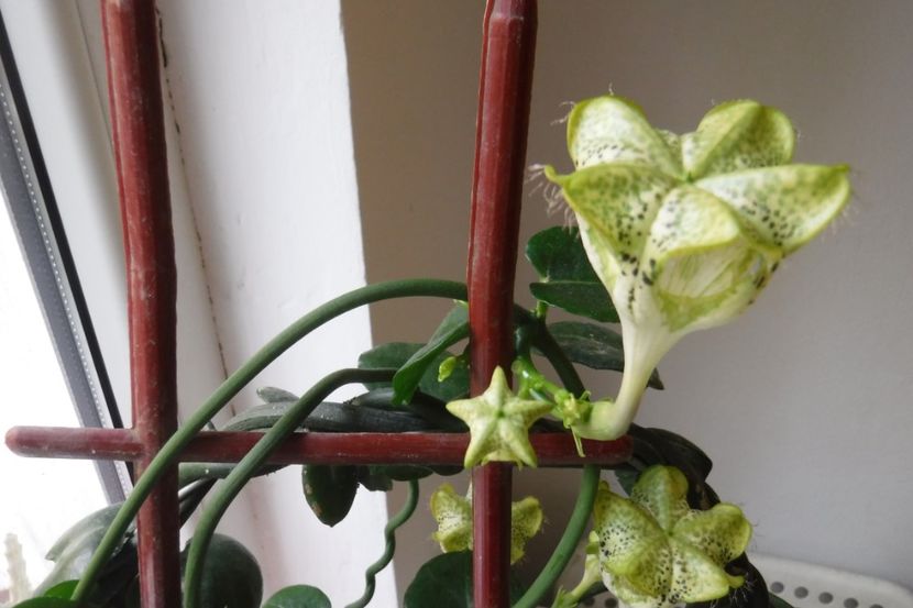  - Suculente si cactusi 2020 - 2021