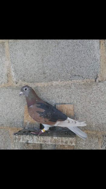  - NU IMI APARTIN ALBUM NR 2