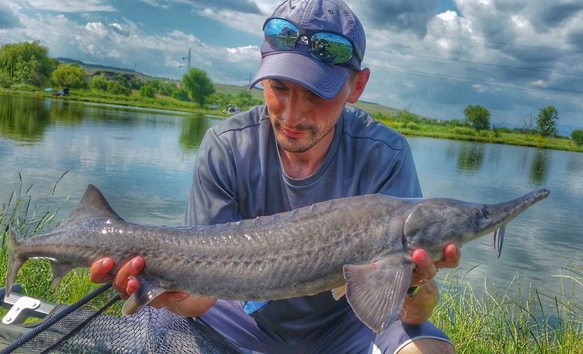 sdrl - Cunostiinte 4