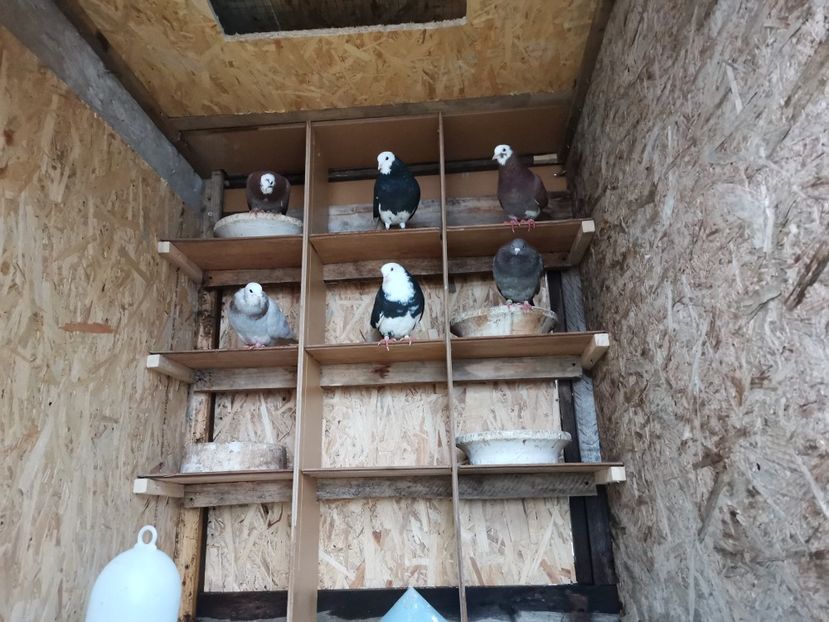 Birmingham serbia - jucatori de birmingan de vanzare