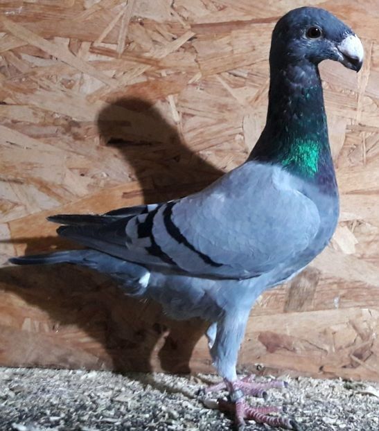  - 3---AGH DAȚI 2019 - 2025