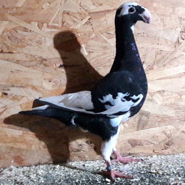  - 3---AGH DAȚI 2019 - 2025