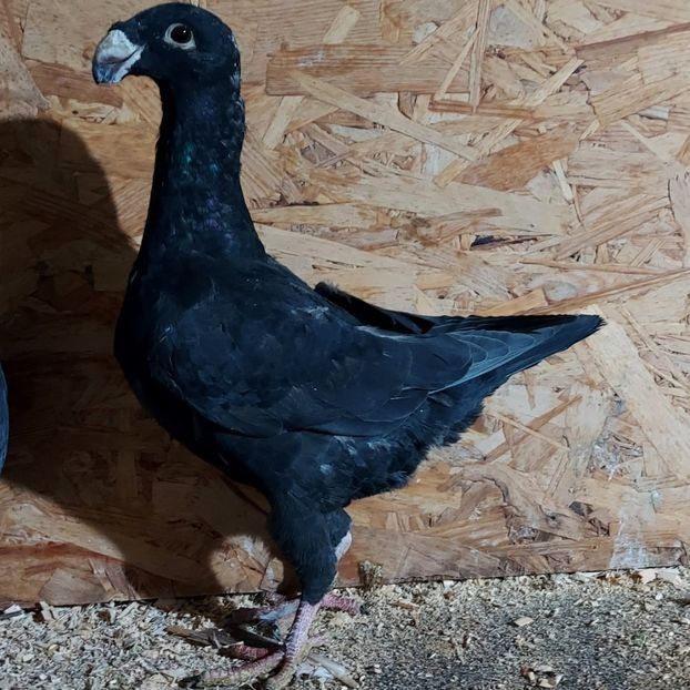  - 3---AGH DAȚI 2019 - 2025