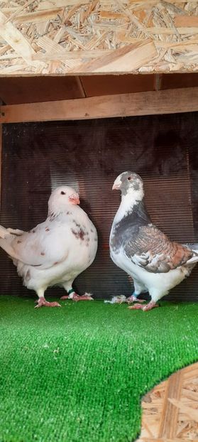 IMG-20210204-WA0003 - Perechi matcă 2021