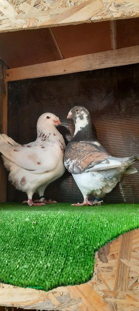 IMG-20210204-WA0001 - Perechi matcă 2021