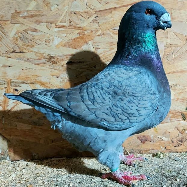  - 3---AGH DAȚI 2019 - 2025