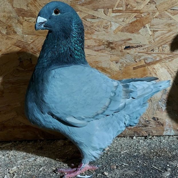  - 3---AGH DAȚI 2019 - 2025