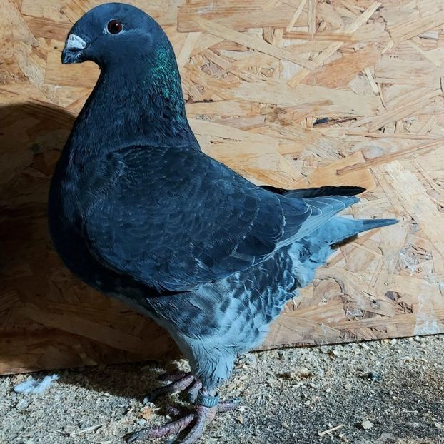  - 3---AGH DAȚI 2019 - 2025