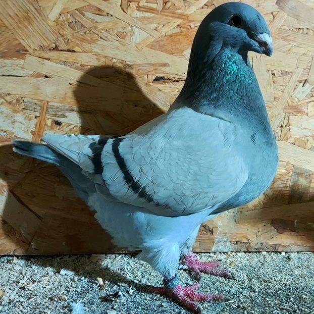  - 3---AGH DAȚI 2019 - 2025