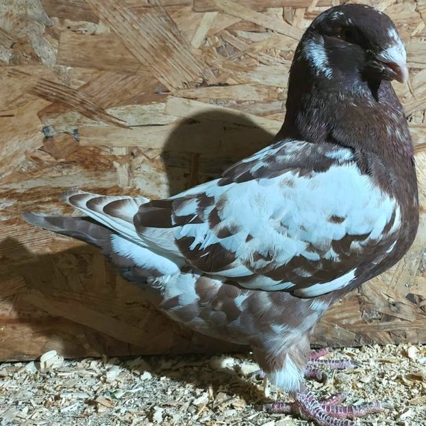  - 3---AGH DAȚI 2019 - 2025