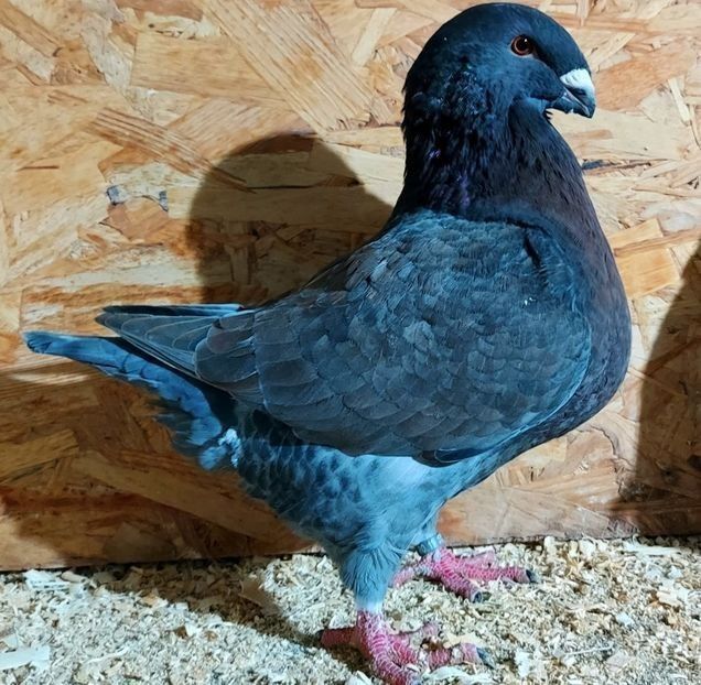  - 3---AGH DAȚI 2019 - 2025