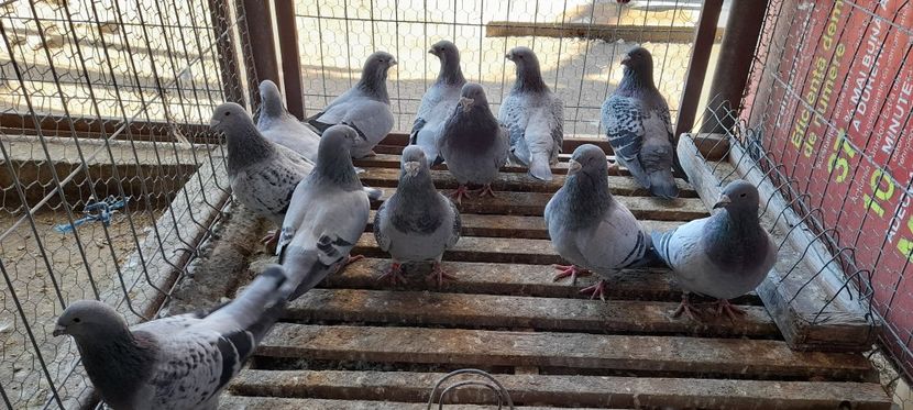  - Porumbei standard si vrdf