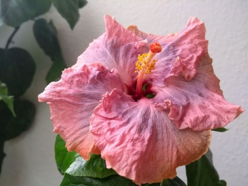 - Hibiscus din seminte 2020-2021