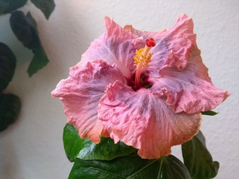  - Hibiscus din seminte 2020-2021