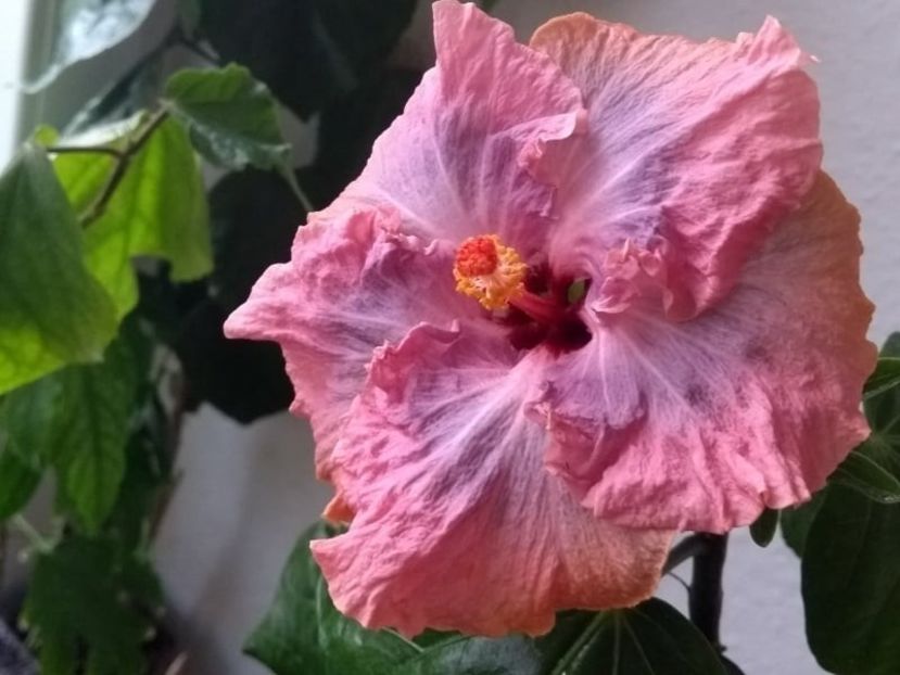  - Hibiscus din seminte 2020-2021