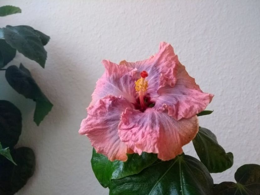  - Hibiscus din seminte 2020-2021