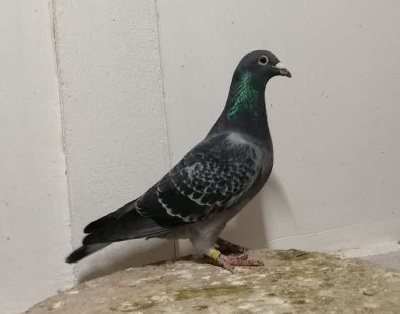 Fiu din Husul 843 - Moise Dinu - PORUMBEI