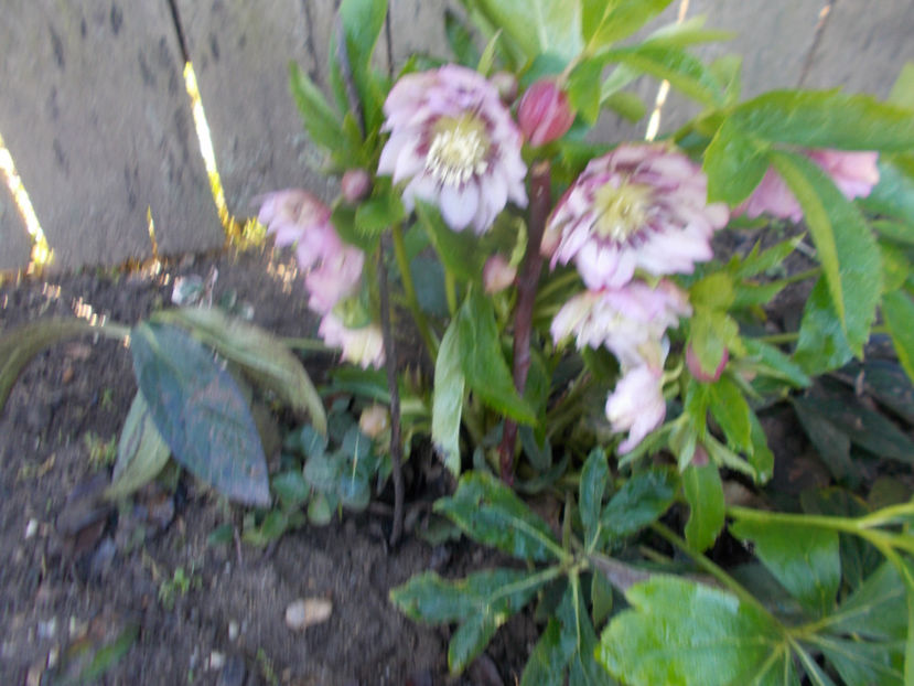  - HELLEBORUS 2020-2021-2022