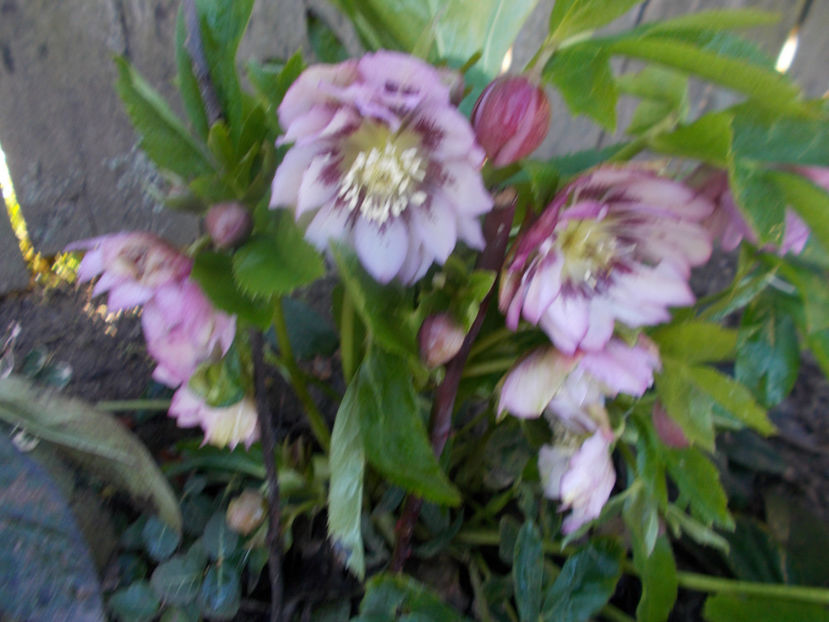  - HELLEBORUS 2020-2021-2022