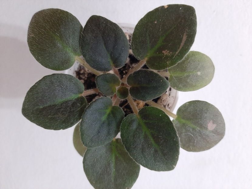 14 rez - 1 provizoriu