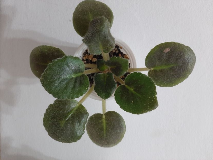 12 rez - 1 provizoriu