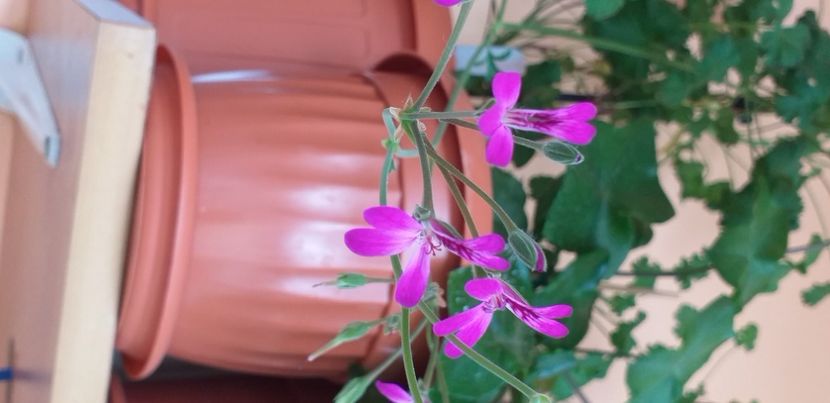21 iunie 2020 - Derwood Lavander Lad
