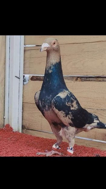 IMG-20210204-WA0009 - Por king