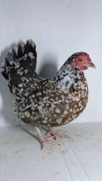 vanduta - De vanzare gainuse mi de flori