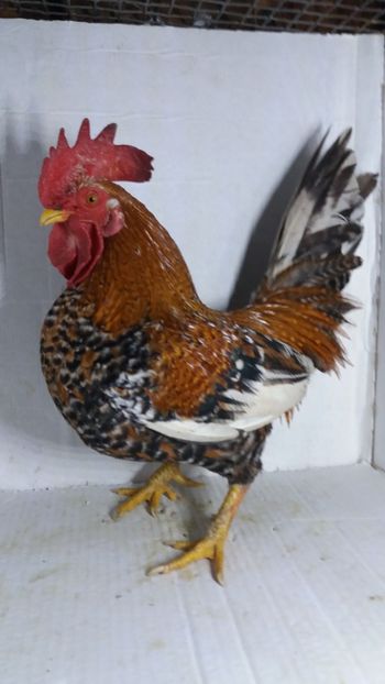 vandut - De vanzare gainuse mi de flori