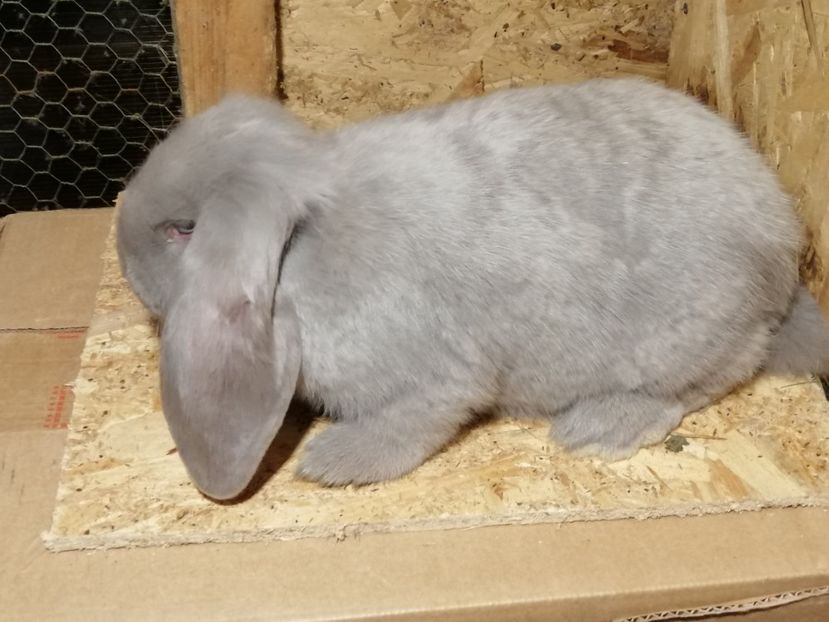  - ARHIVA IEPURI ce am avut câteva exemplare