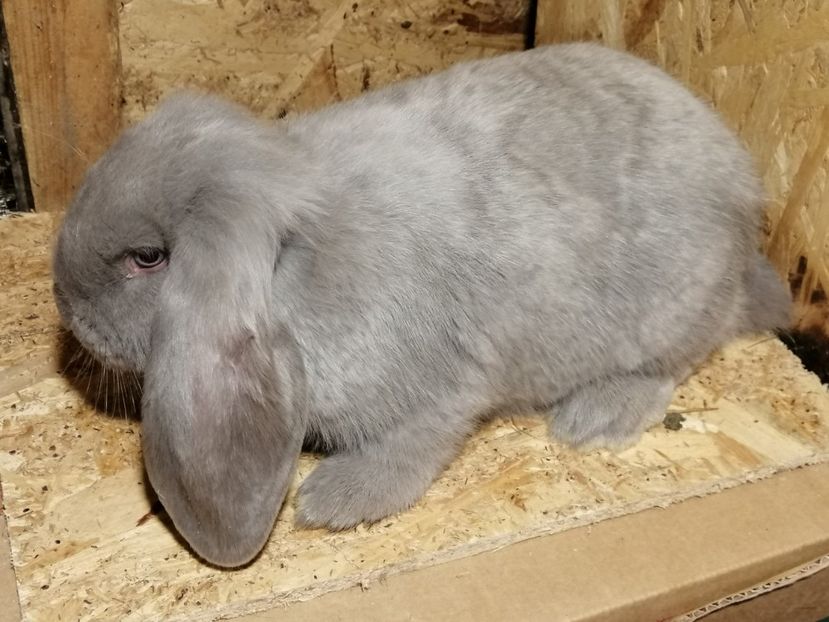  - ARHIVA IEPURI ce am avut câteva exemplare