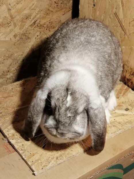  - ARHIVA IEPURI ce am avut câteva exemplare