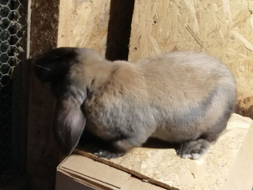  - ARHIVA IEPURI ce am avut câteva exemplare