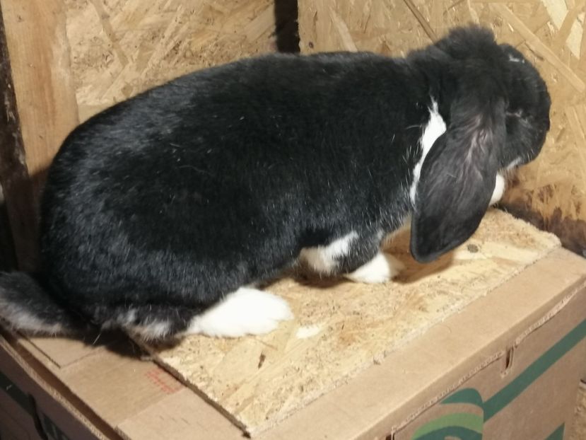  - ARHIVA IEPURI ce am avut câteva exemplare