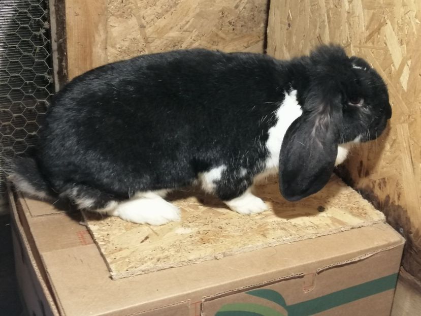  - ARHIVA IEPURI ce am avut câteva exemplare