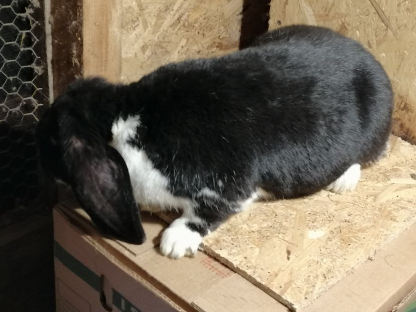  - ARHIVA IEPURI ce am avut câteva exemplare