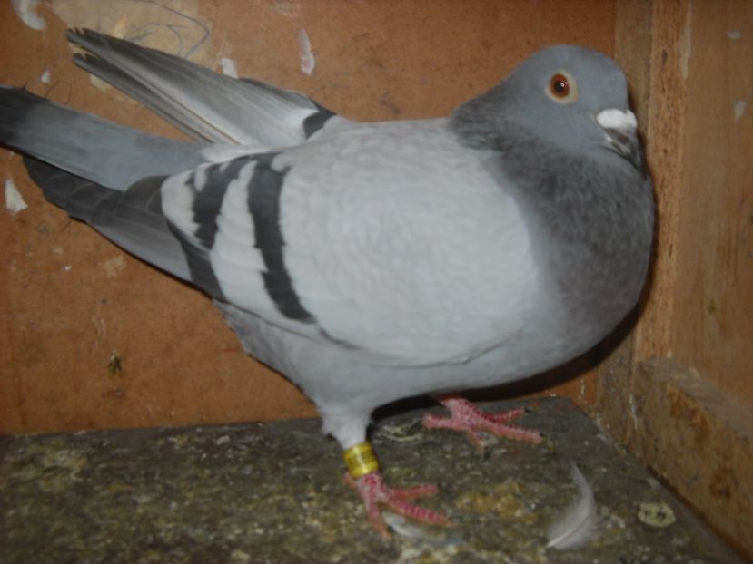  - PORUMBEI VANDUTI 2