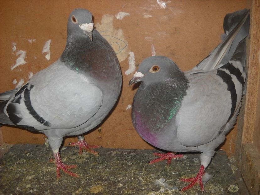  - PORUMBEI VANDUTI 2