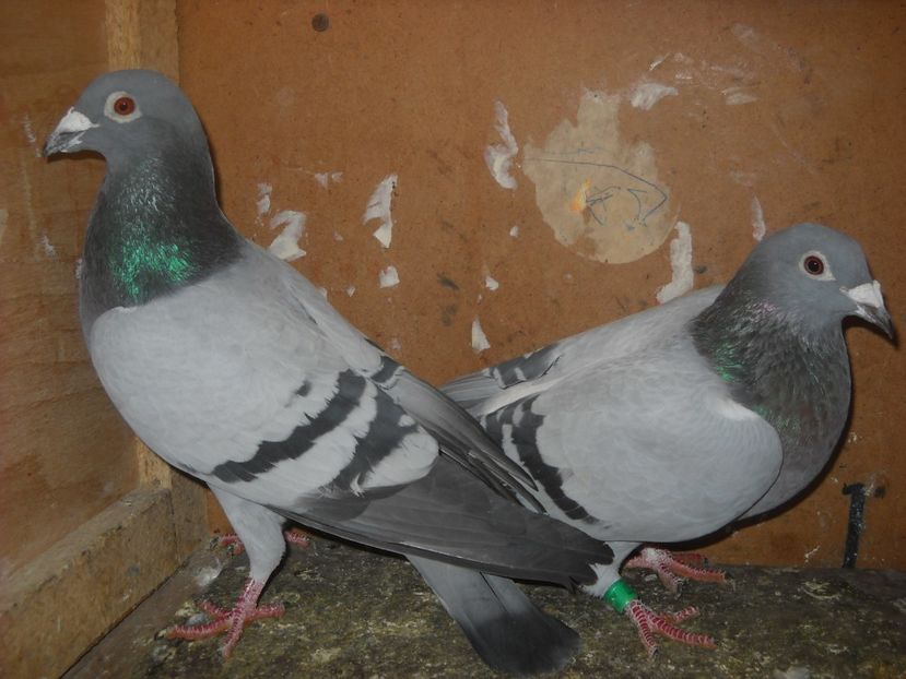 15 - PORUMBEI VANDUTI 2