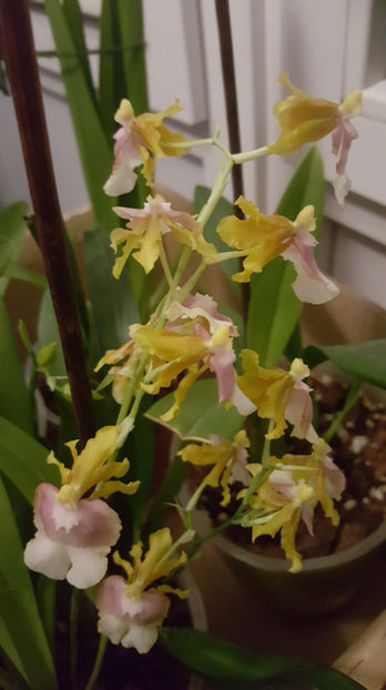 oncidesa "PupukeaSunset" - Orhidee_4_simpodiale cu pseudobulbi