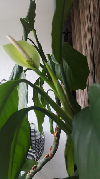 aglaonema modestum - flori - Gradina si terasa PrimaLuce_8-Hello 2021