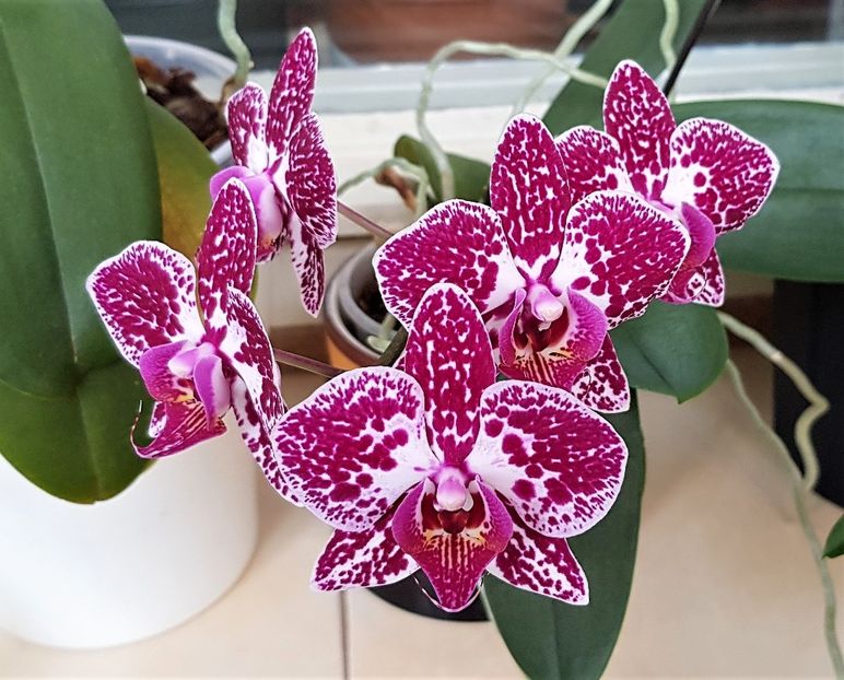 Anthura Cadiz - Phalaenopsis 2