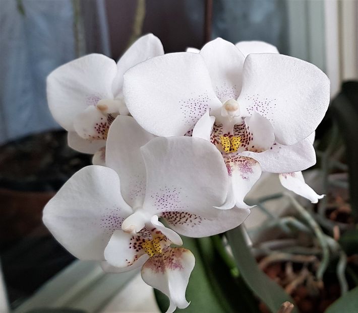  - Phalaenopsis 2