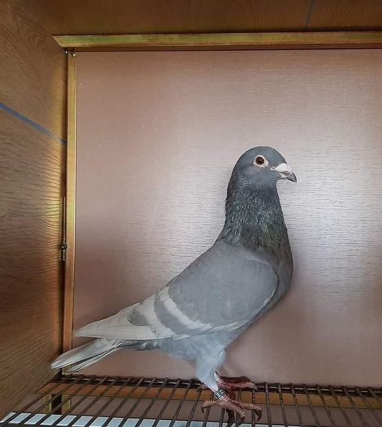  - NU IMI APARTIN ALBUM NR 2