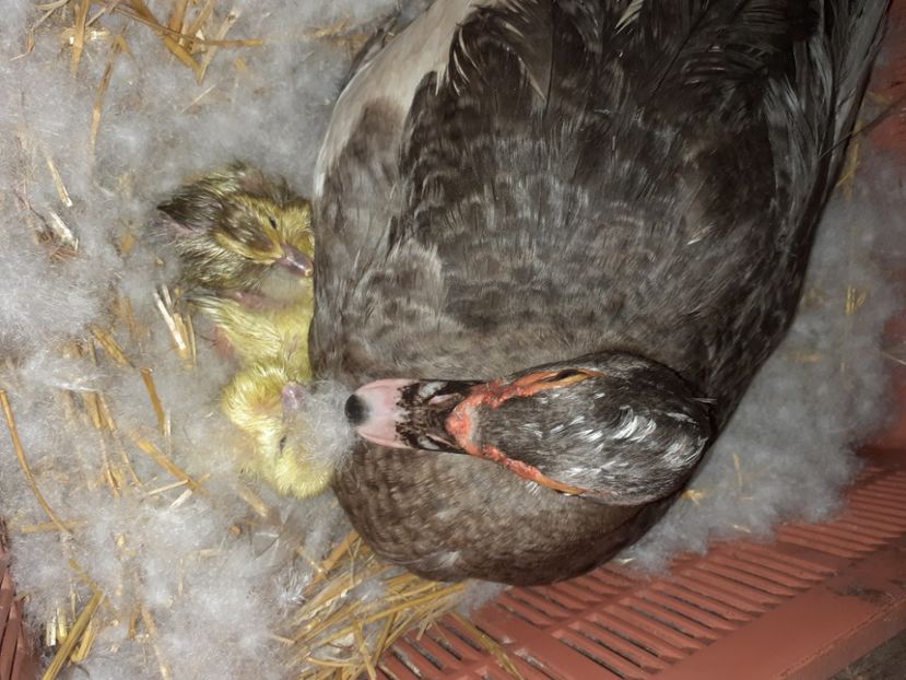 100% slovack bloodline - Bomboane asortate 2021