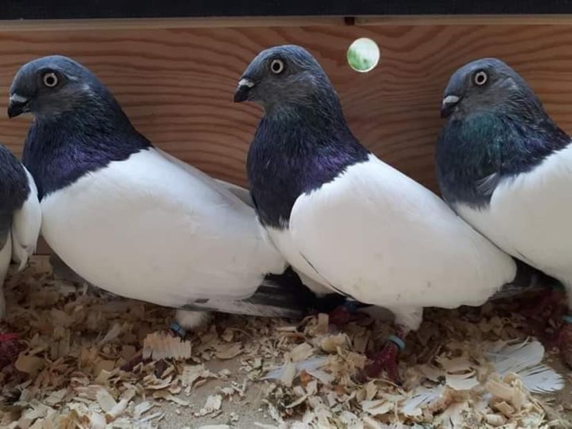  - NU IMI APARTIN ALBUM NR 2