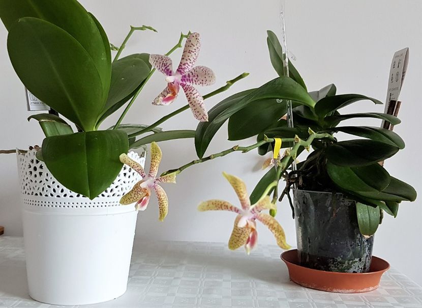  - Phalaenopsis 2
