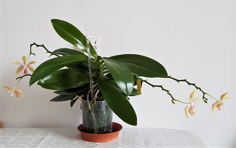  - Phalaenopsis 2